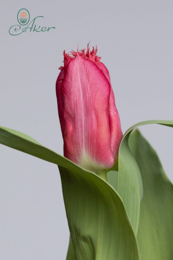 Fringed red tulip