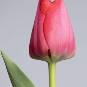 Single pink tulip Spryng Tide