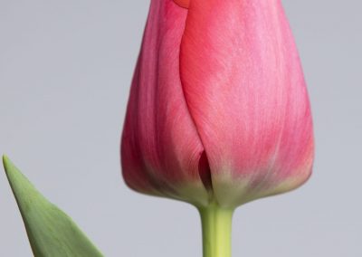 Single pink tulip Spryng Tide