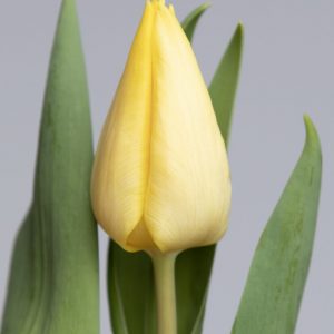 Beautiful light yellow single tulip