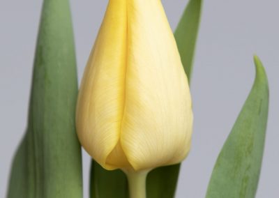 Beautiful light yellow single tulip