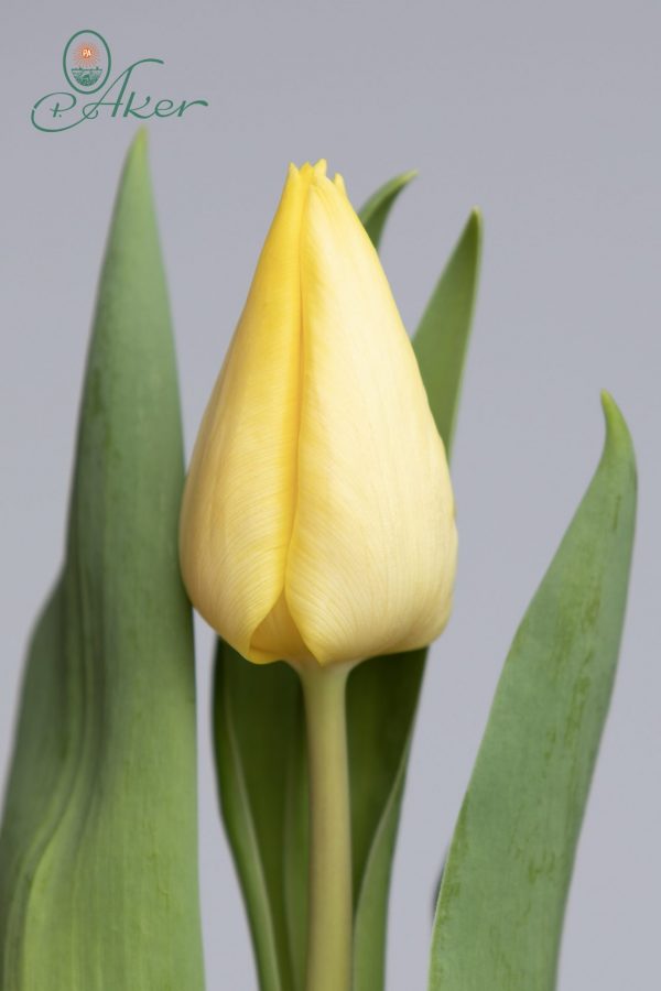 Beautiful light yellow single tulip