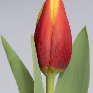 Single red/yellow tulip Tarzan