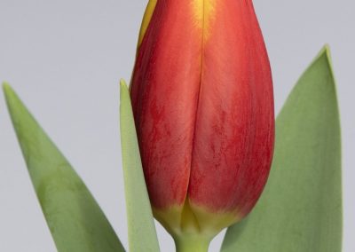 Single red/yellow tulip Tarzan