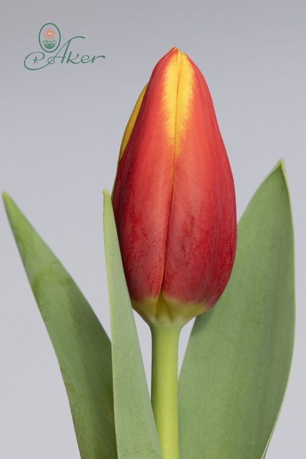 Single red/yellow tulip Tarzan