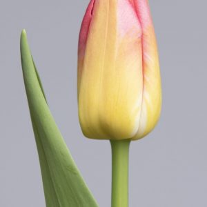 Stunning light yellow/pink tulip Tom Pouce