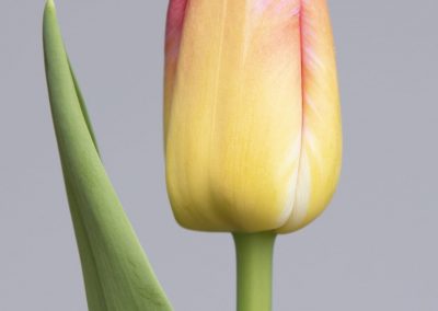 Stunning light yellow/pink tulip Tom Pouce