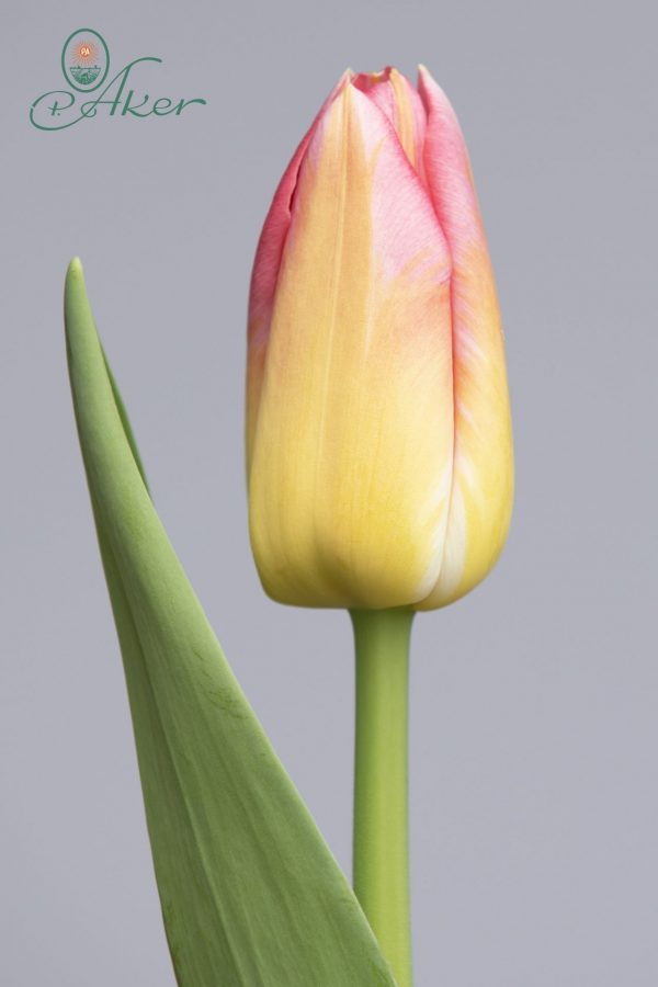 Stunning light yellow/pink tulip Tom Pouce
