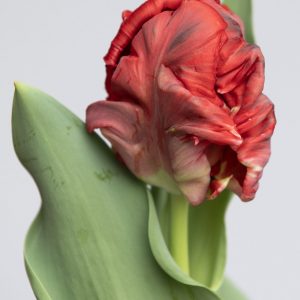 Single red parrot tulip