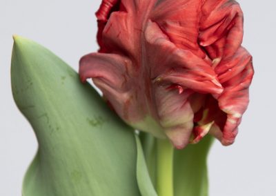 Beautiful red parrot tulip