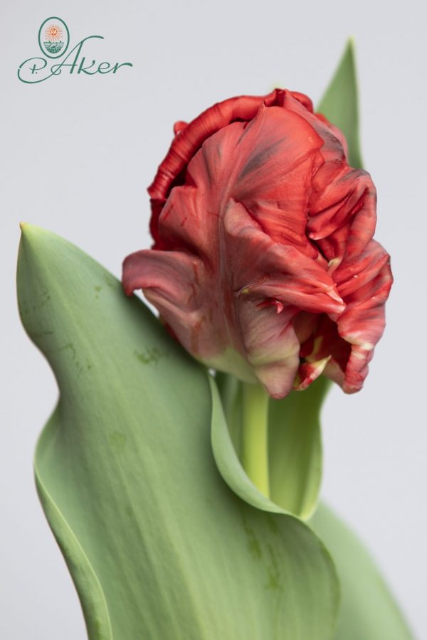 Single red parrot tulip