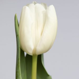 Single white tulip with leaf