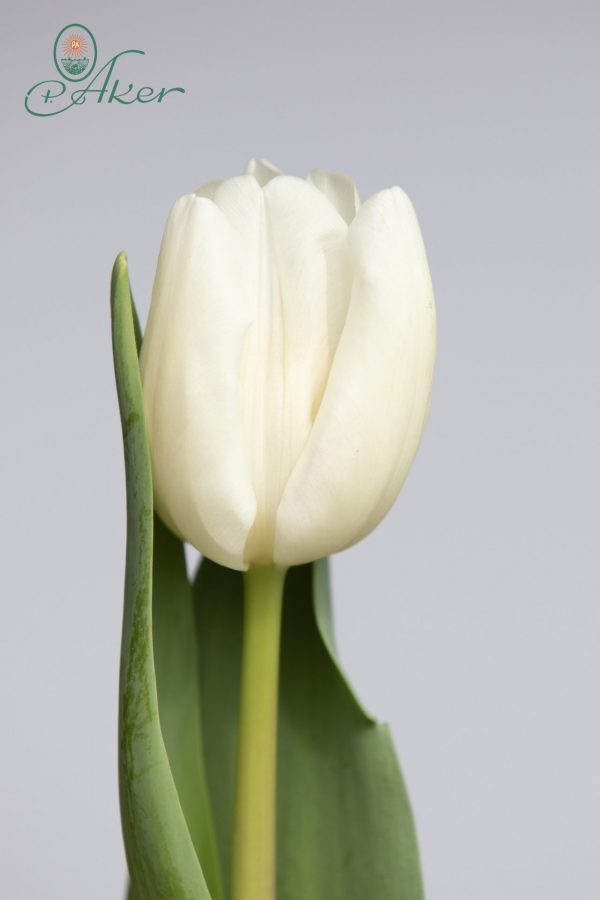 Single white tulip with leaf