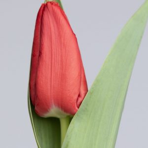 Red single tulip with light green leafs