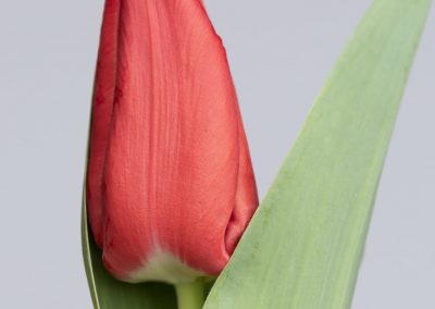 Red single tulip with light green leafs