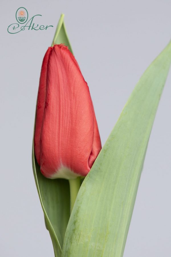 Red single tulip with light green leafs