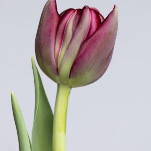 Single tulip turning from green to red