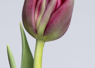 Single tulip turning from green to red