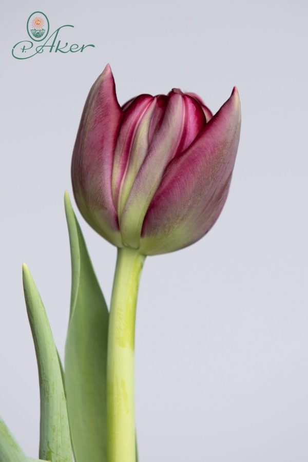 Single tulip turning from green to red