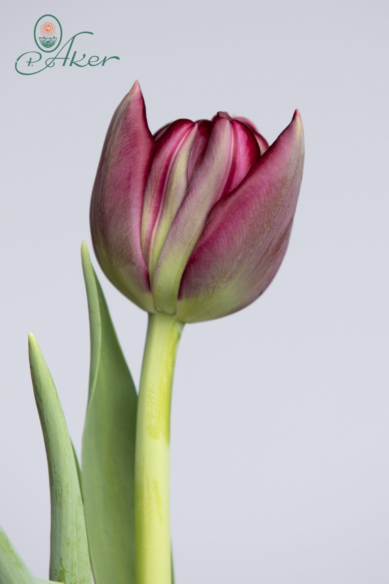 Antraciet - Double Late Tulip - P. Aker flower bulbs and Seeds