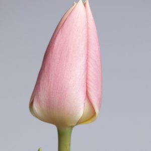 Slim light pink tulip Apricot Delight