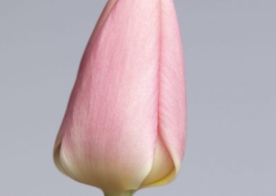 Slim light pink tulip Apricot Delight