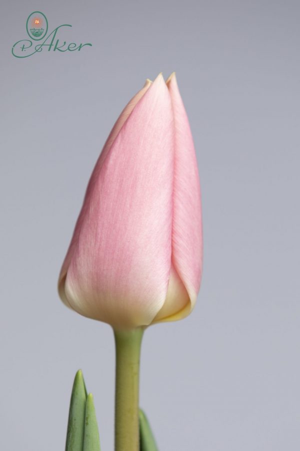 Slim light pink tulip Apricot Delight