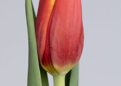 Countdown is a bicolor tulip in red and yellow