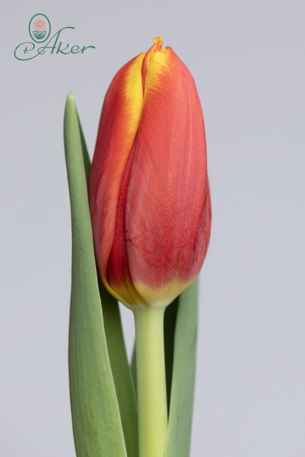 Countdown is a bicolor tulip in red and yellow