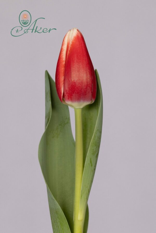 Single tulip