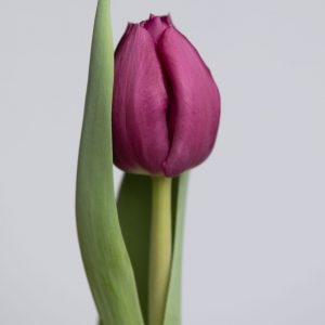 Single purple tulip with leaf: Dea