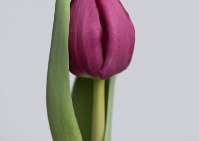 Single purple tulip with leaf: Dea