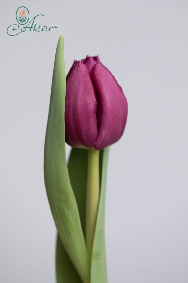 Single purple tulip with leaf: Dea