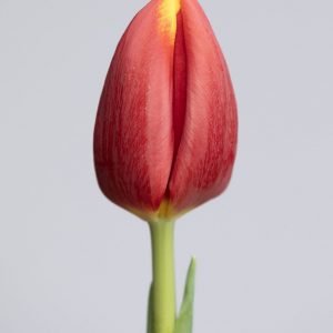 Flying Dragon is a red tulip with a little bit yellow on the edge