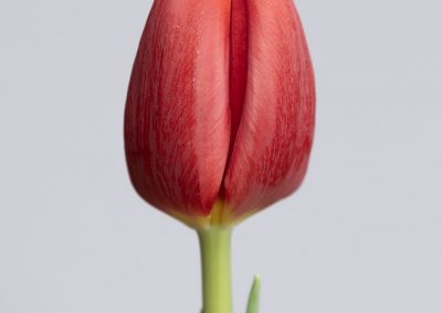 Flying Dragon is a red tulip with a little bit yellow on the edge