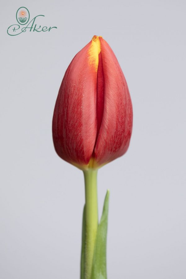 Flying Dragon is a red tulip with a little bit yellow on the edge