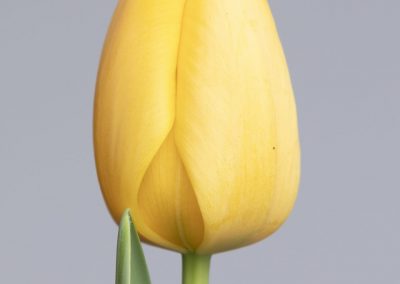 One single yellow tulip this Golden Parade