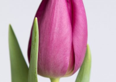 The flower of a single purple tulip named Gomera