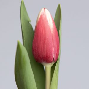 Strong single red and white tulip