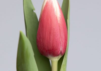 Strong single red and white tulip