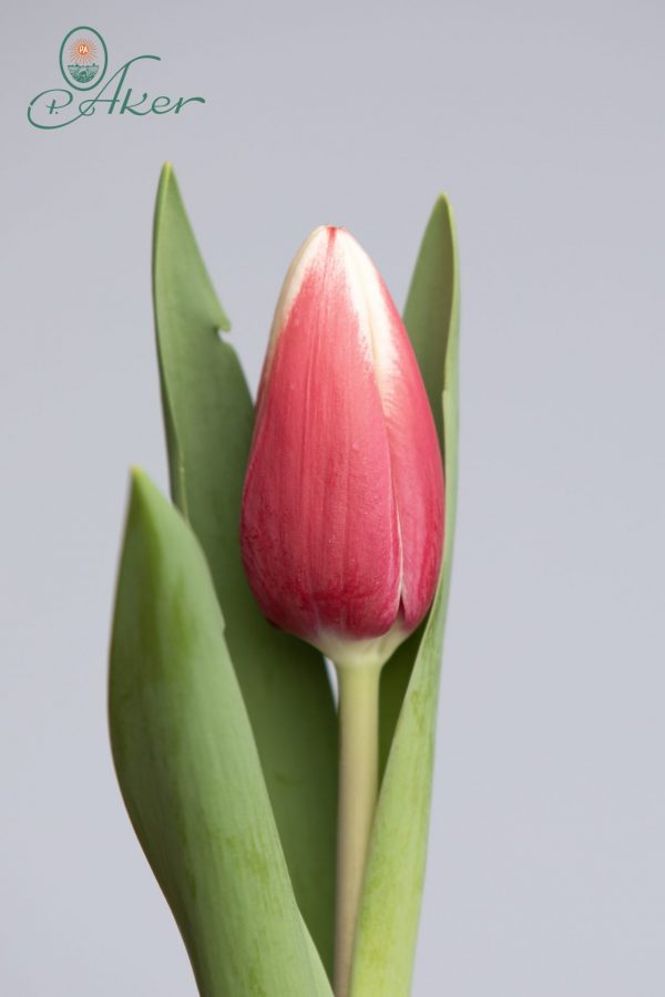Strong single red and white tulip