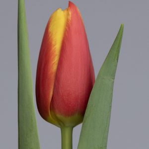 Red/Yellow single tulip. Hiker