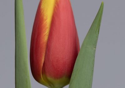Red/Yellow single tulip. Hiker