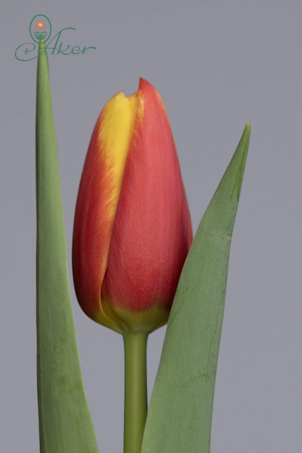 Red/Yellow single tulip. Hiker