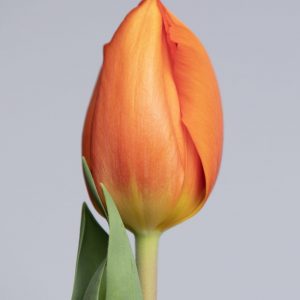 Lighting Sun is a nice orange tulip