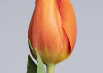Lighting Sun is a nice orange tulip