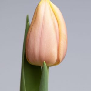 Pink/yellow single tulip named Mango Charm
