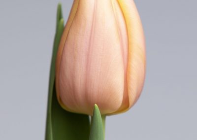 Pink/yellow single tulip named Mango Charm