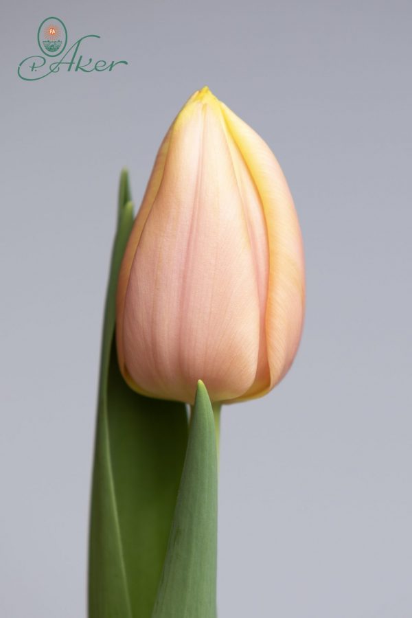 Pink/yellow single tulip named Mango Charm