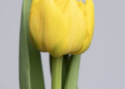 Single yellow double tulip named: Nikon